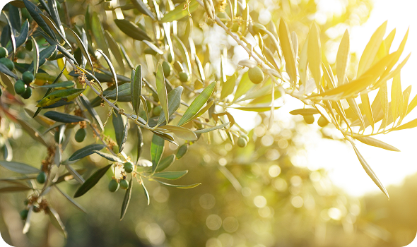 Ein Oliven Baum mit grünen Oliven angestrahlt vom Sonnenlicht