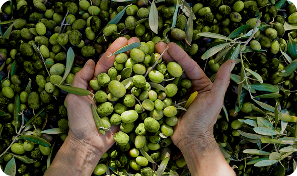 Eine Person die zwei Hände voll grüner Oliven aus einem riesem Haufen Oliven schöpft
